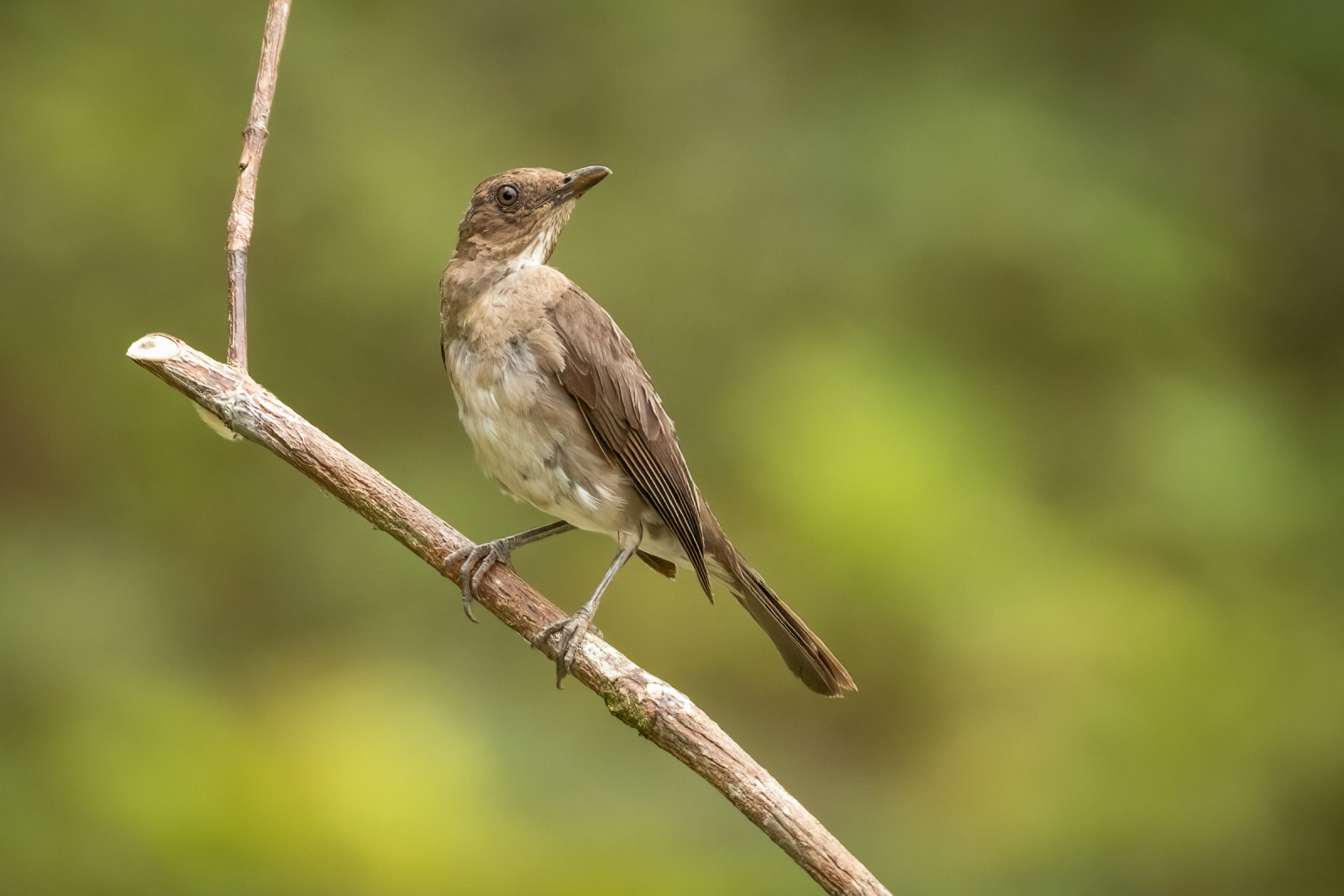 image Black-billed Thrush